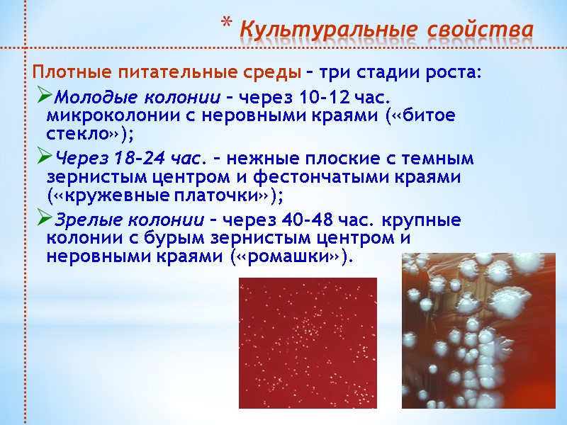 Культуральные свойства    Плотные питательные среды – три стадии роста:  Молодые